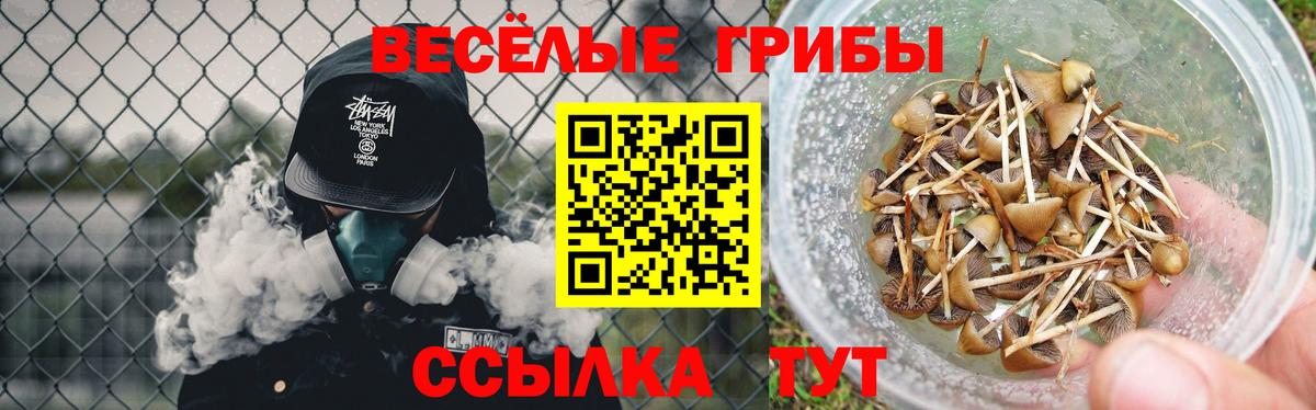Псилоцибиновые грибы Psilocybine cubensis Кингисепп